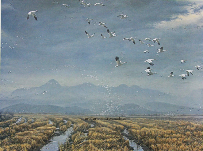 Robert Bateman Across The Sky Snow Geese