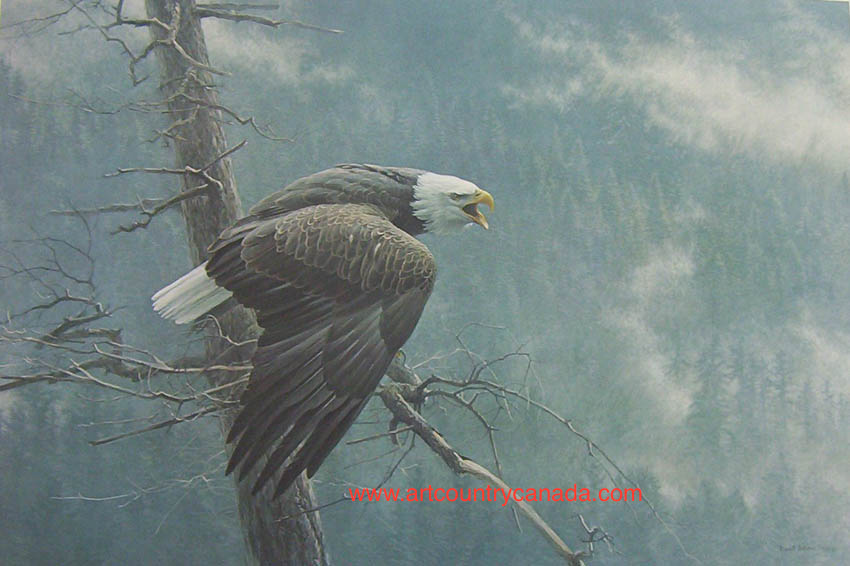 Robert Bateman The Air The Forest And The Watch Bald Eagle