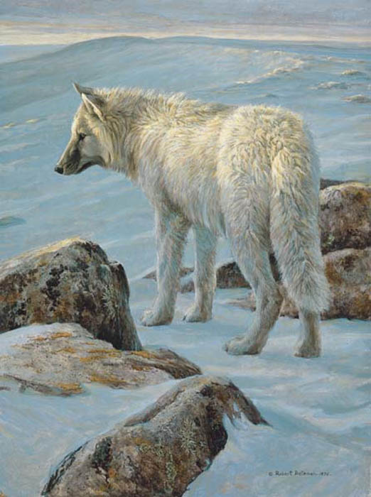 Robert Bateman Arctic Evening White Wolf