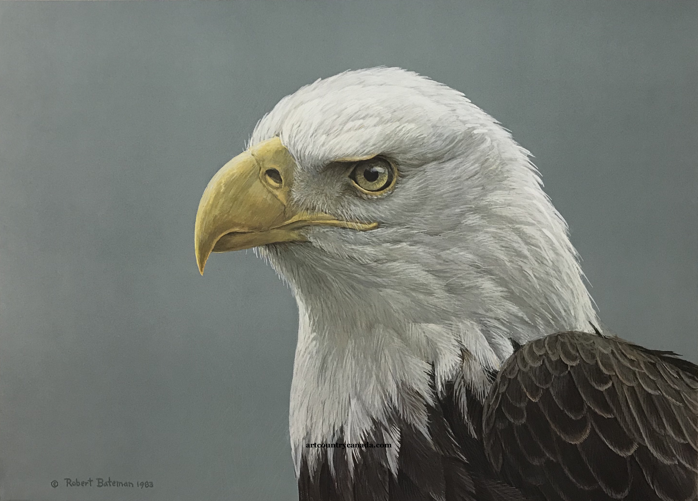 Robert Bateman Bald Eagle Portrait