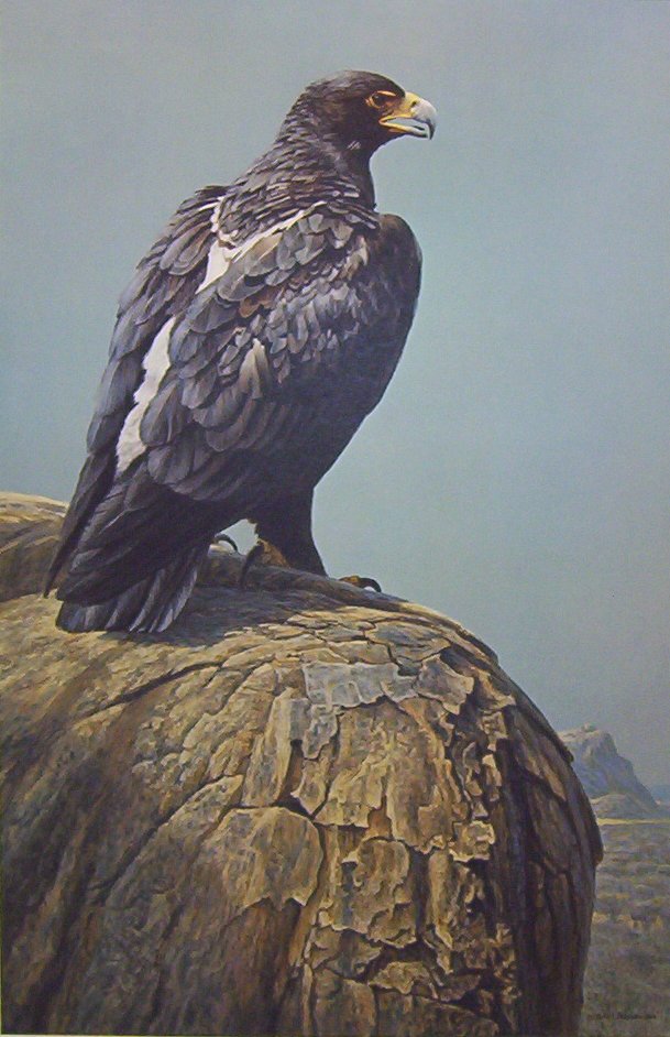 Robert Bateman Black Eagle