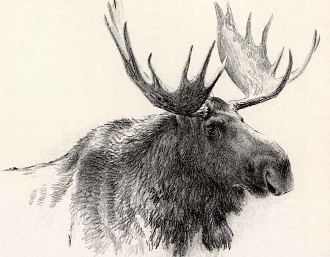 Robert Bateman Original Lithograph Bull Moose
