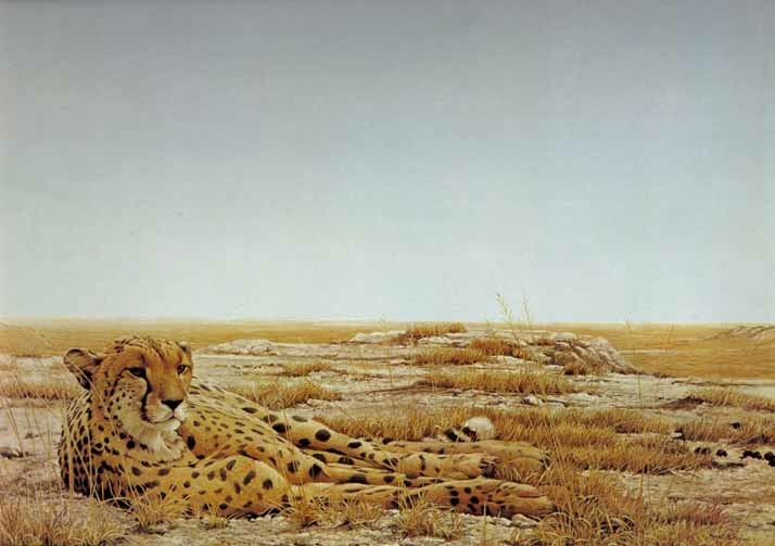 Robert Bateman Cheetah Siesta