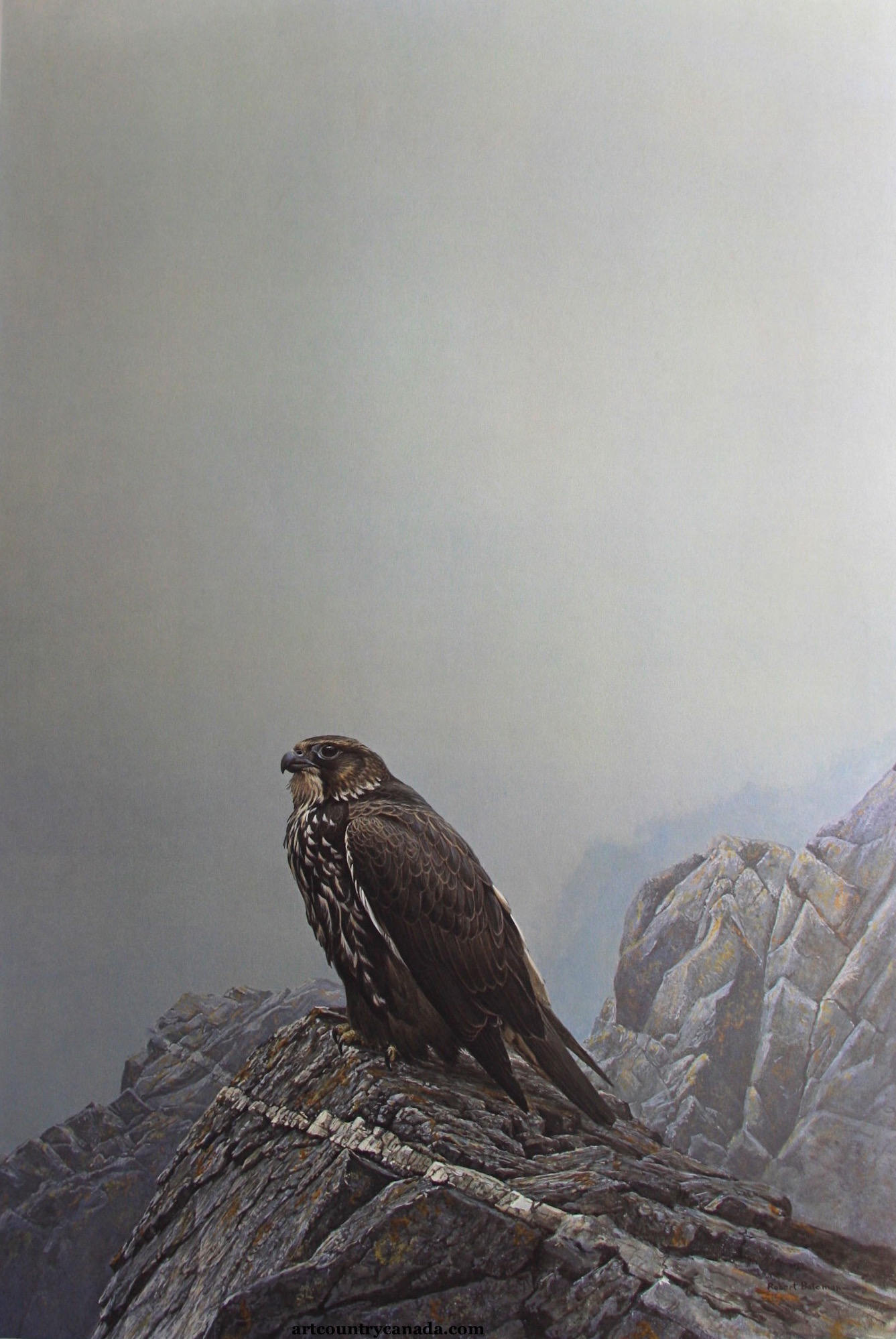 Robert Bateman dark Gyrfalcon