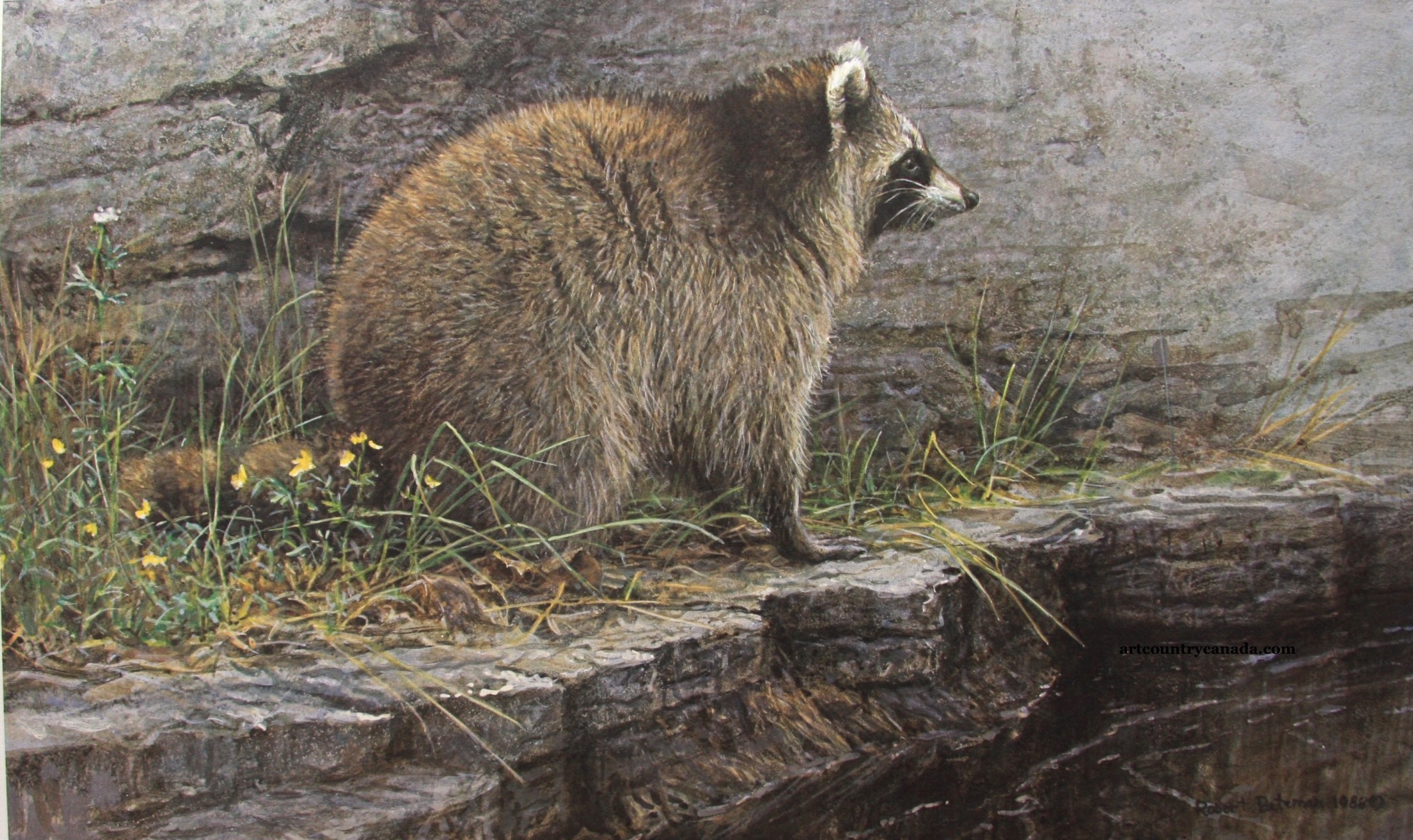 Robert Bateman Distant Danger Raccoon