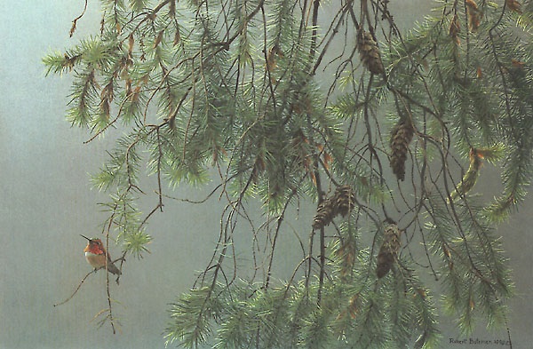 Robert Bateman Douglas Fir and Rufous Hummingbird