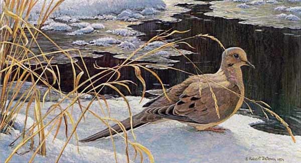 Robert Bateman Down For A Drink Mourning Dove