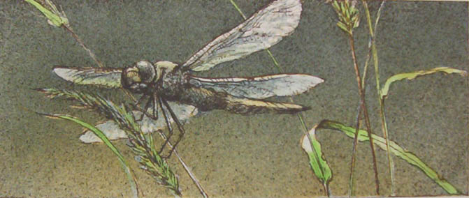 Robert bateman Dragonfly