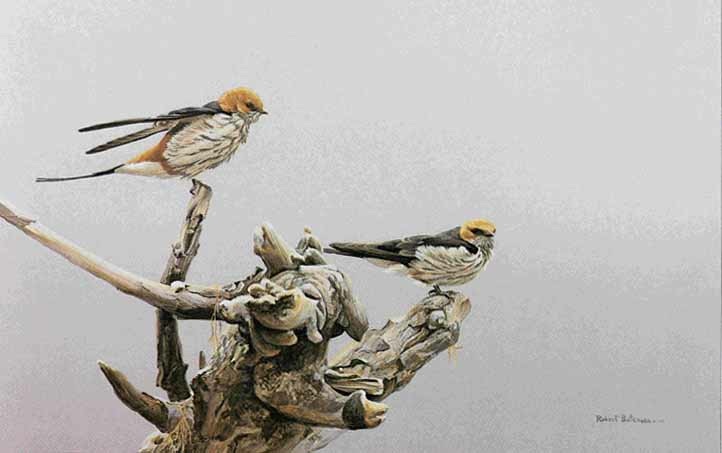 Robert bateman Driftwood perch Striped Swallows