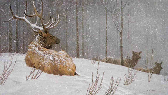Robert Bateman Evening Snowfall Elk
