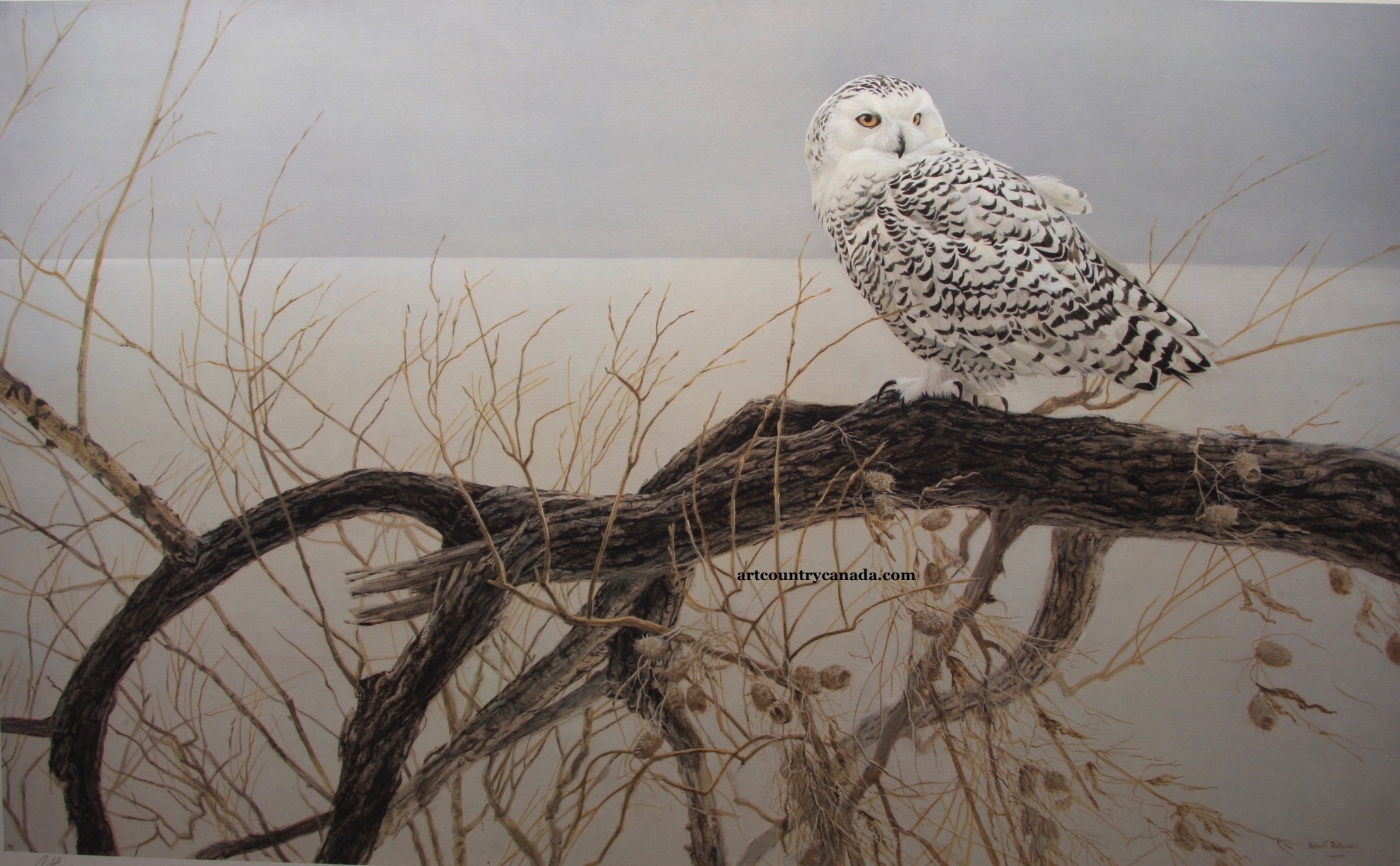 Robert Bateman Fallen Willow Snowy Owl