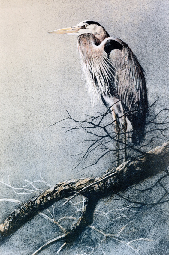 Robert Bateman Great Blue Heron original Lithograph