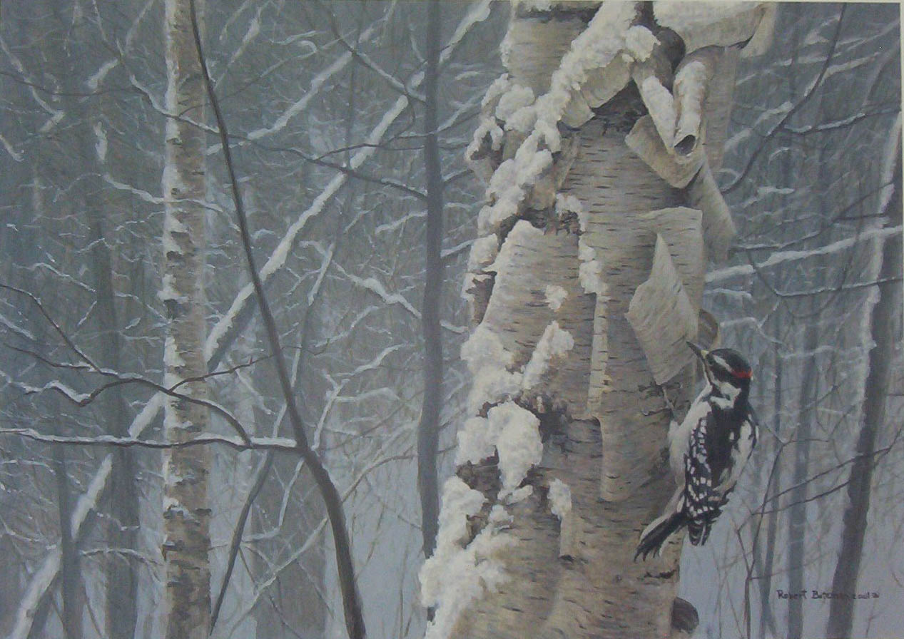 Robert Bateman Hairy Woodpecker On Birch