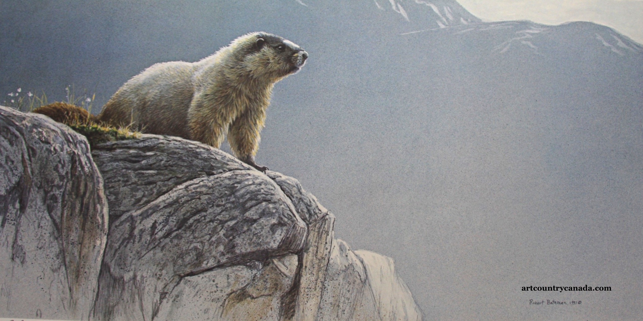 Robert Bateman Hoary Marmot