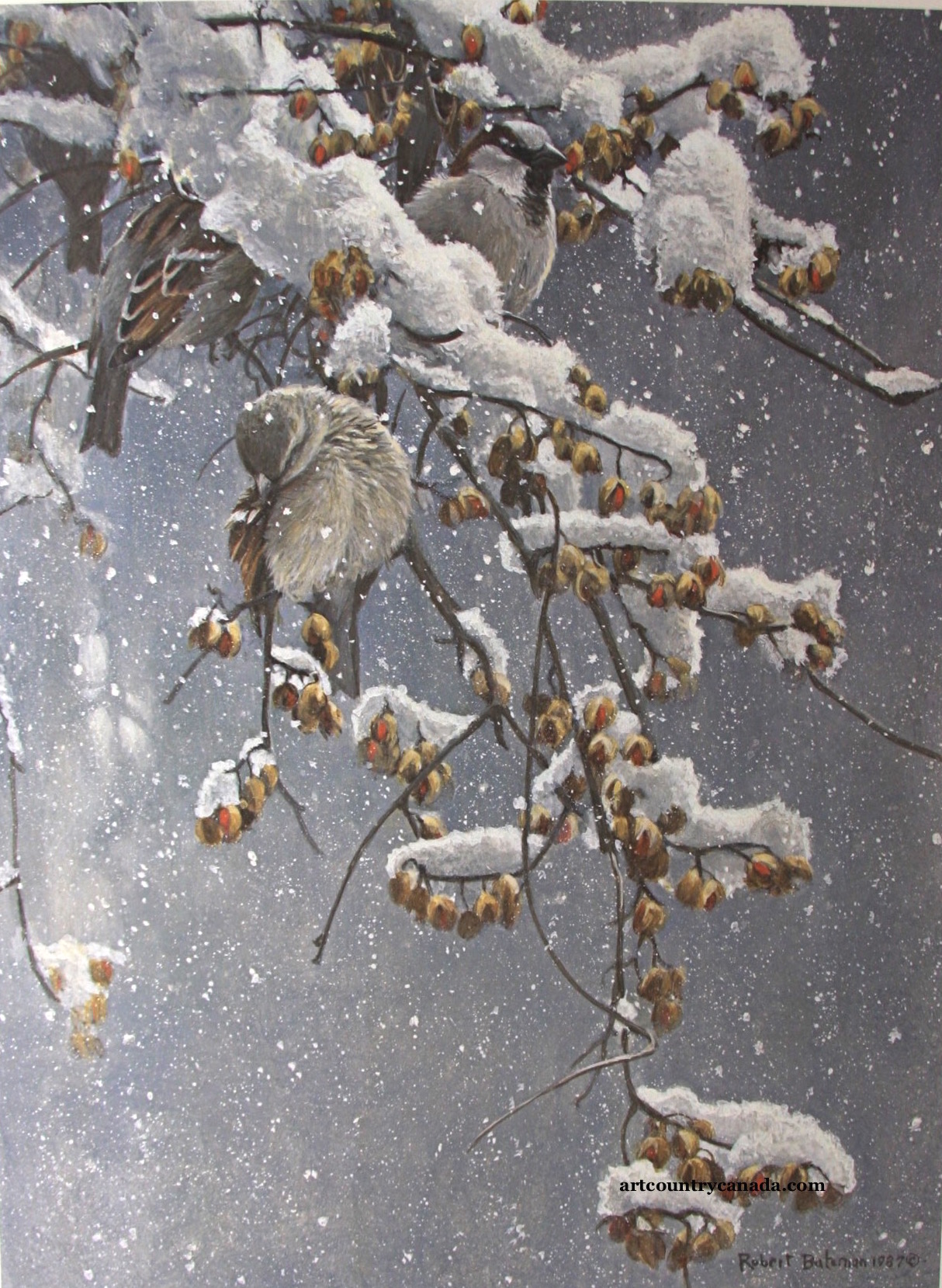 Robert Bateman House Sparrow and Bittersweet