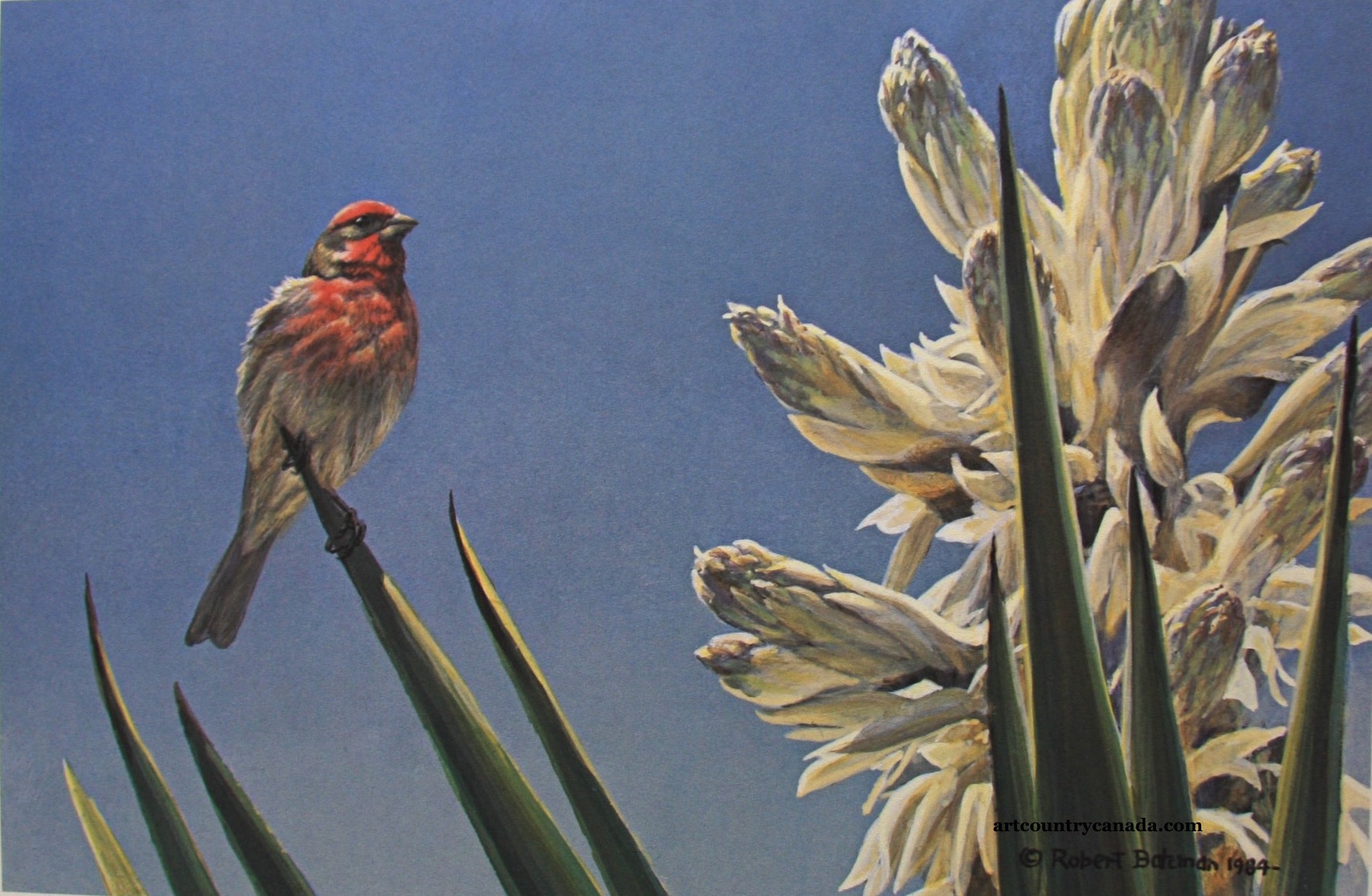 Robert Bateman House Finch And Yucca