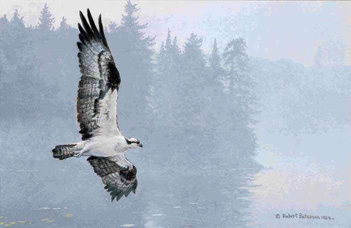 Robert Bateman Misty Lake Osprey