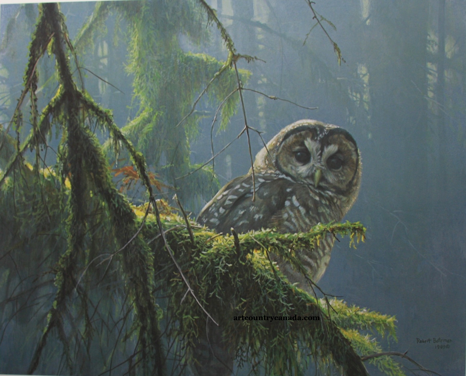 Robert Bateman Mossy Branches Spotted Owl