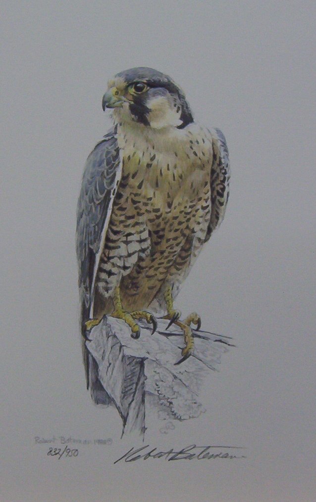 Robert Bateman Peregrine Falcon