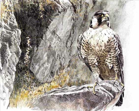 bateman Peregrine Falcon On The Cliff
