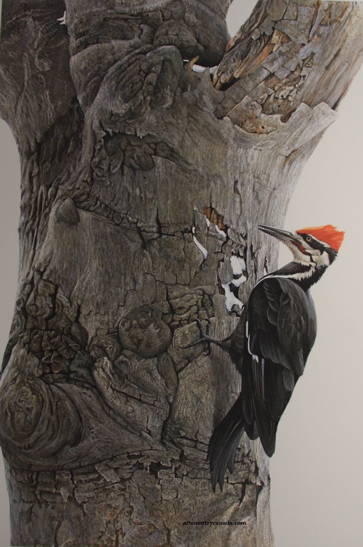 Robert Bateman Pileated Woodpecker on Beech Tree