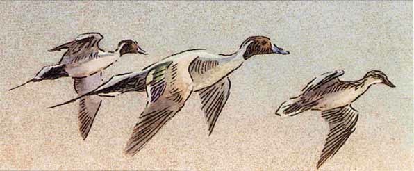 Robert Bateman Pintails In Spring