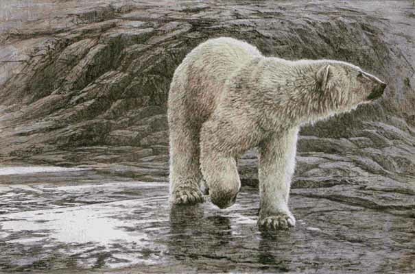 Robert Bateman Polar Bear