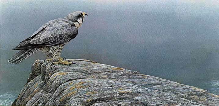 Robert Bateman Ready For Flight Peregrine Falcon
