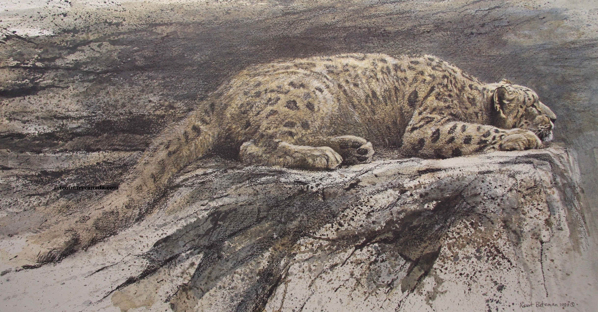 Robert Bateman Reclining Snow Leopard