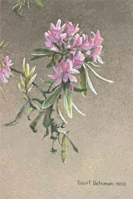 Robert bateman Rhododendron Study