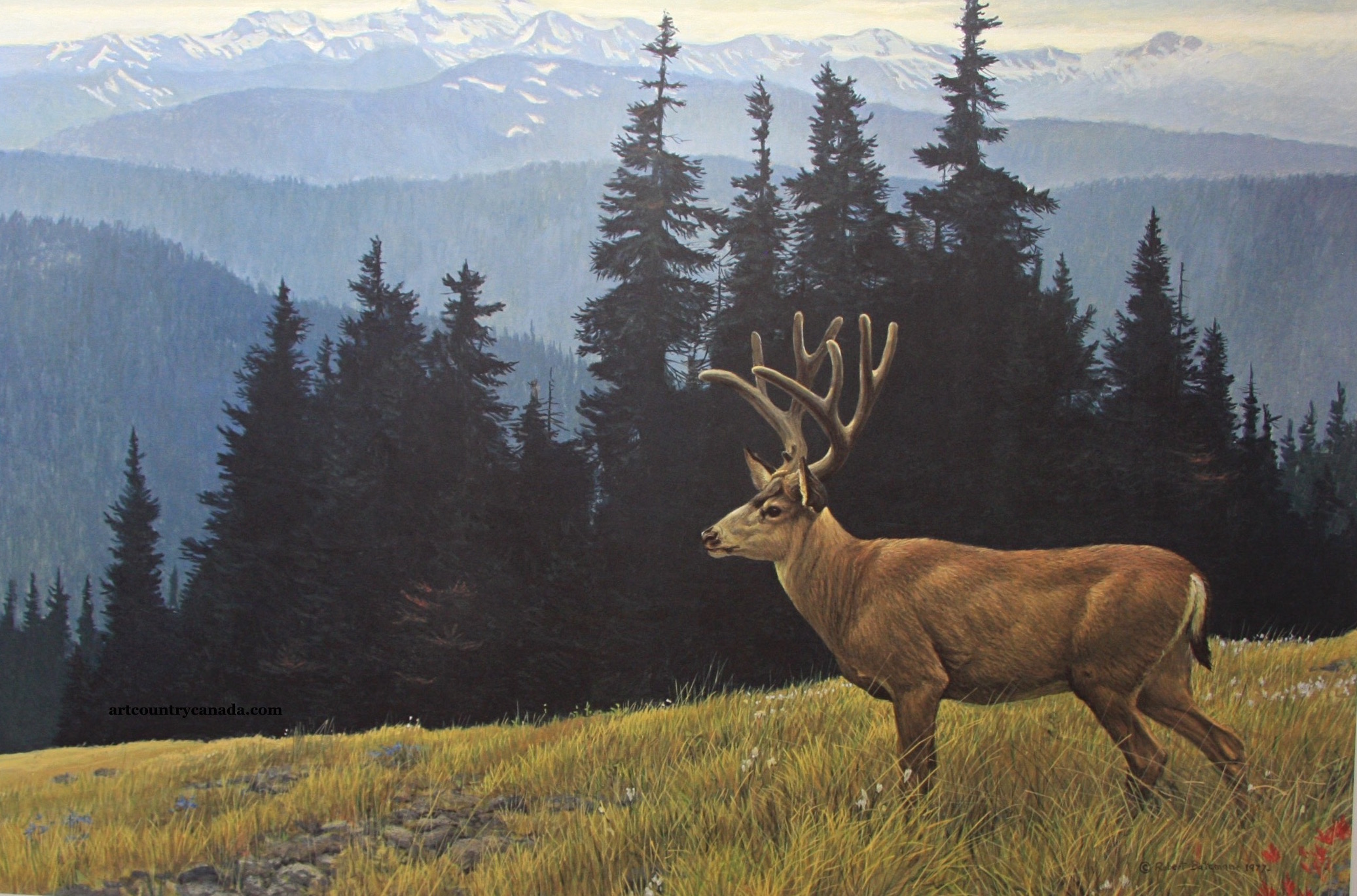 Robert Bateman Black-Twiled Deer in the Olympics