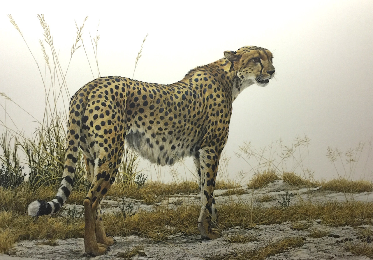 Robert Bateman Cheetah Profile
