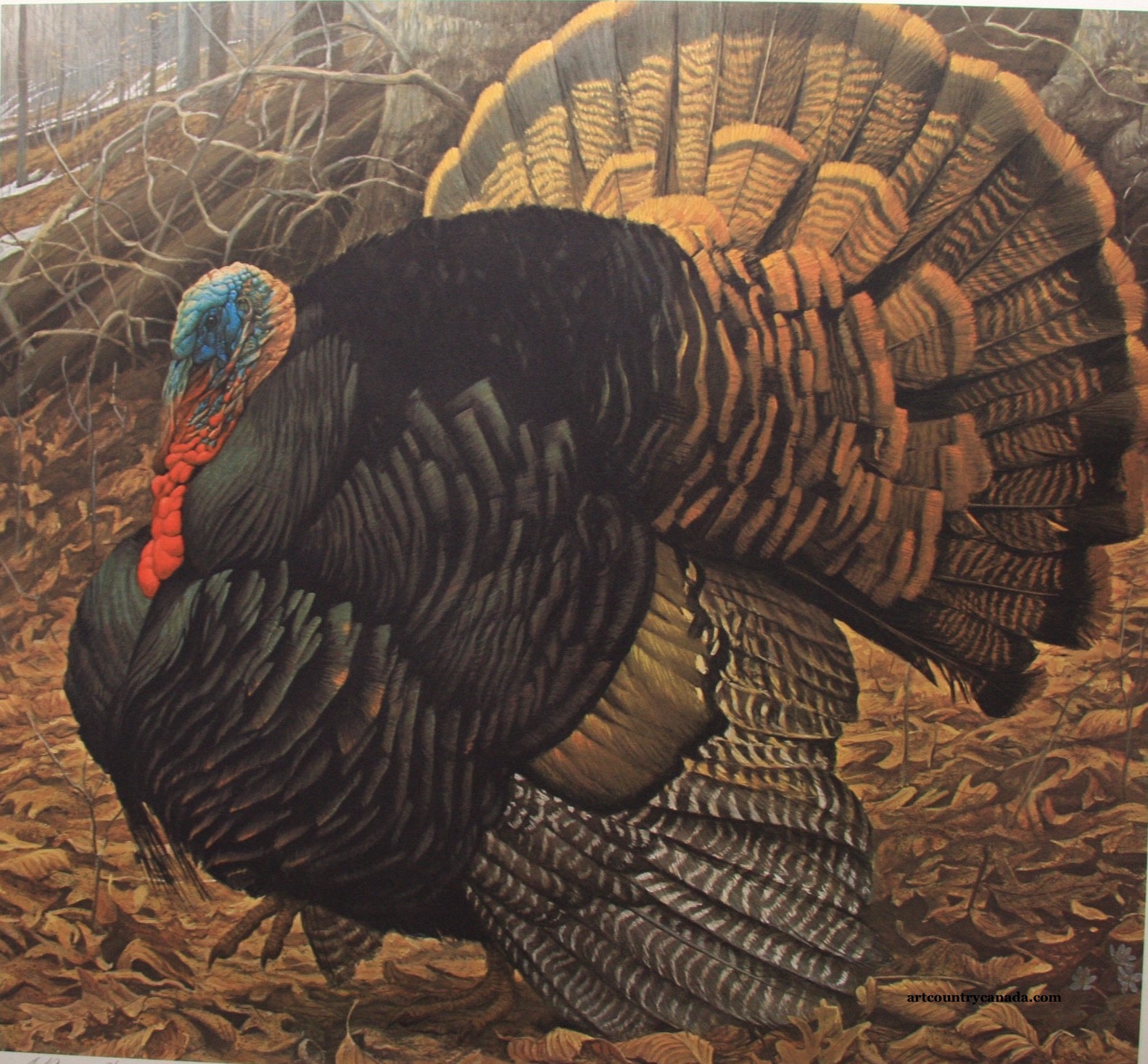 Robert Bateman Courtship Display Wild Turkey