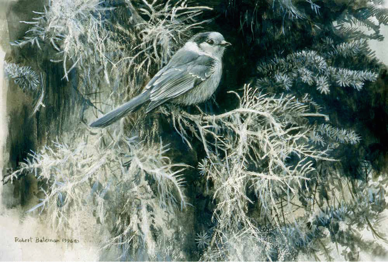 Robert Bateman Whisky Jack Grey Jay 