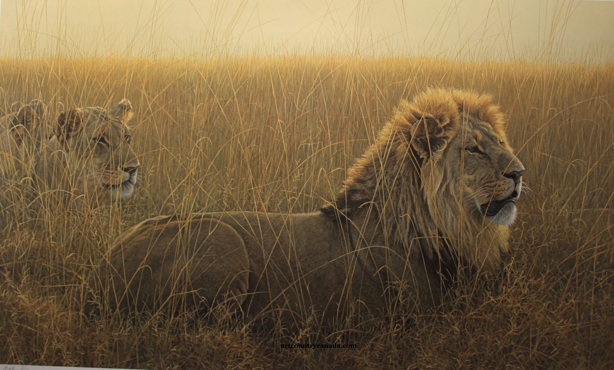 Robert Bateman Lions in the Grass