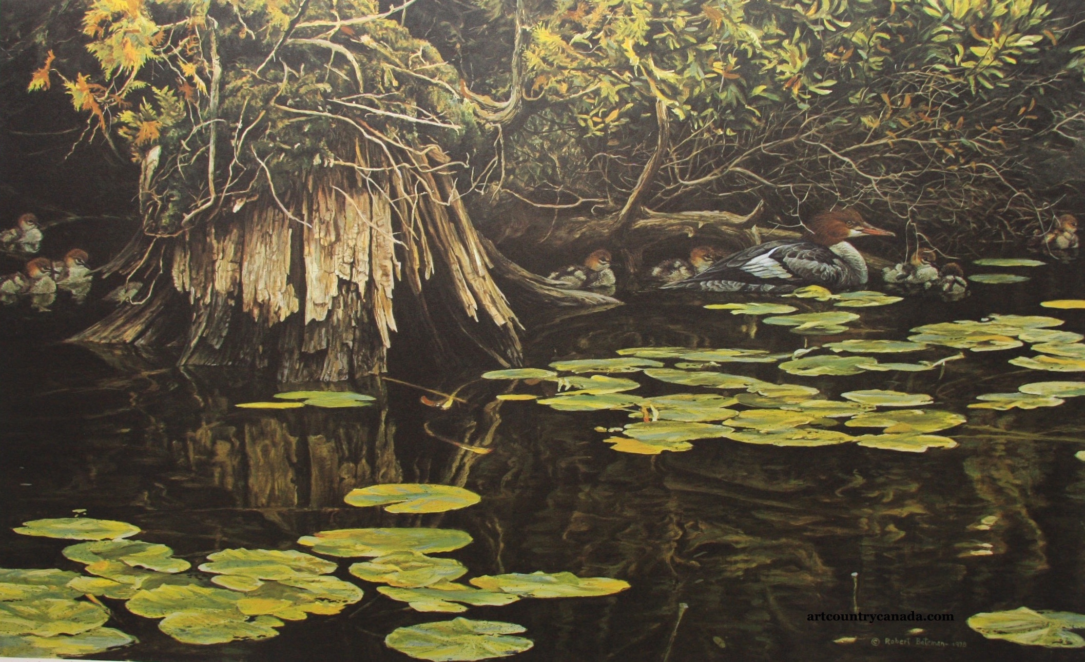 Robert Bateman Merganser Family In Hiding 