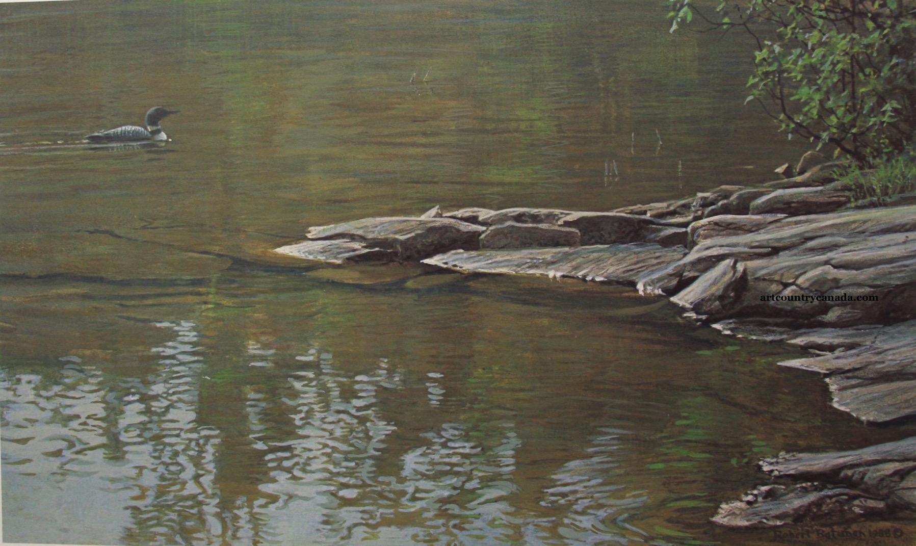 Robert Bateman Morning Cove Common Loon