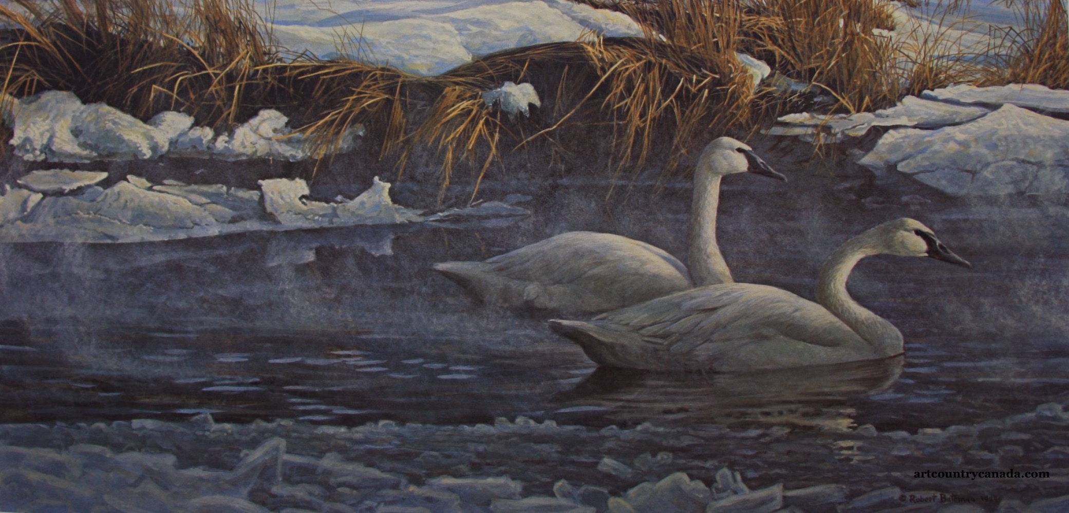 Robert Bateman Morning On The River Trumpeter swans