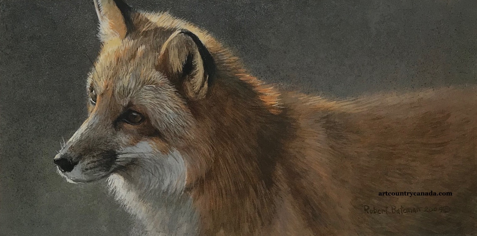 Robert Bateman Questing Red FoxT