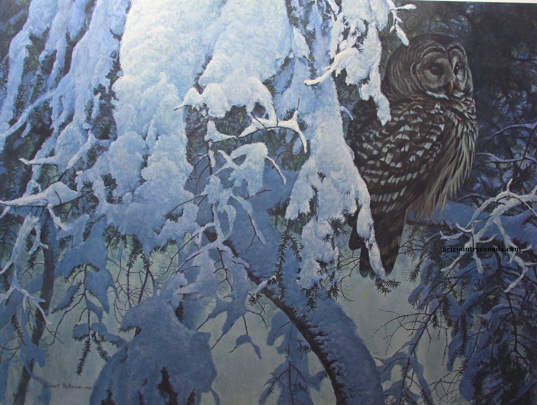 Robert Bateman Snowy Hemlock Barred Owl