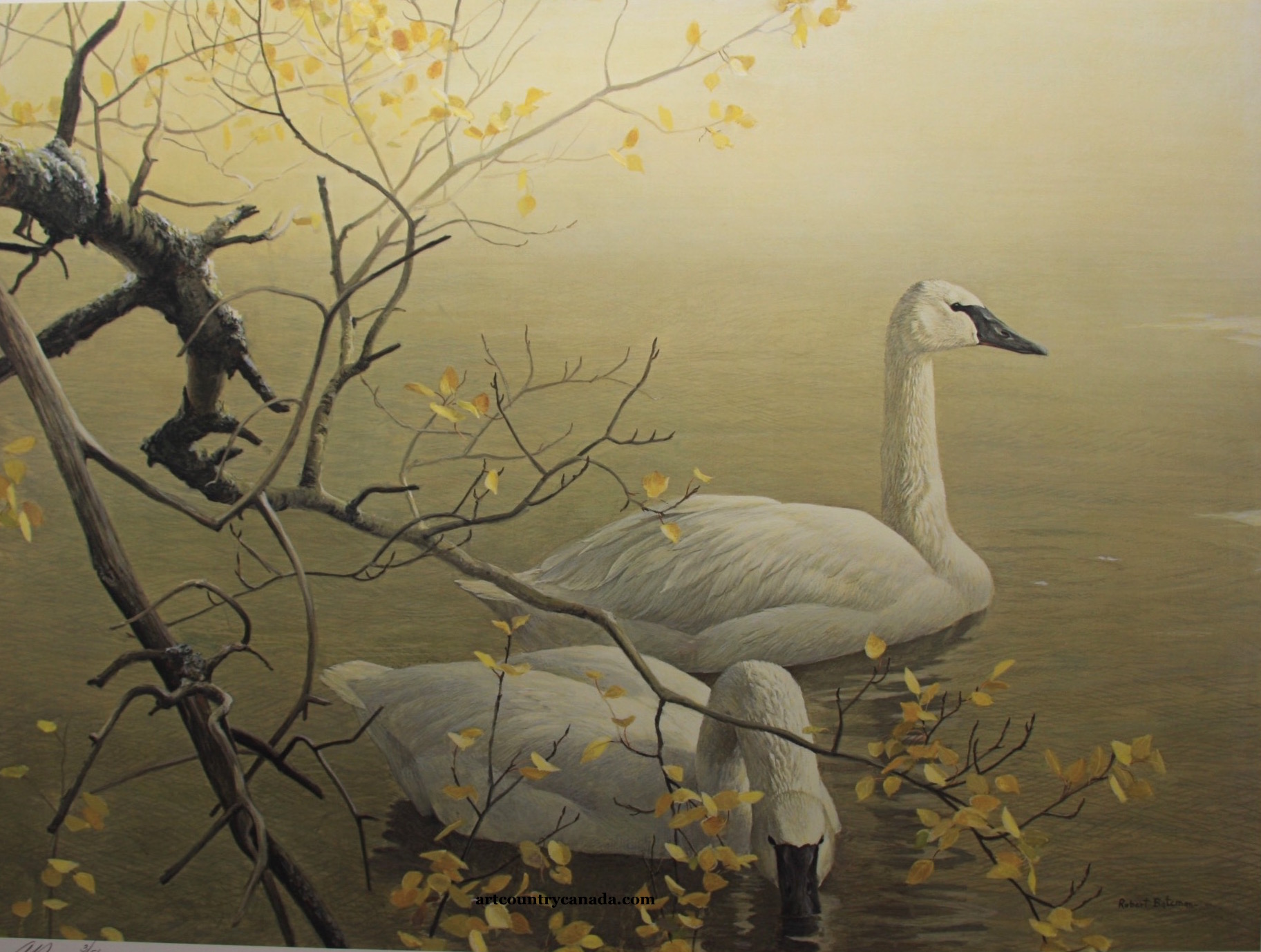 Robert Bateman Trumpeter Swans and Aspen