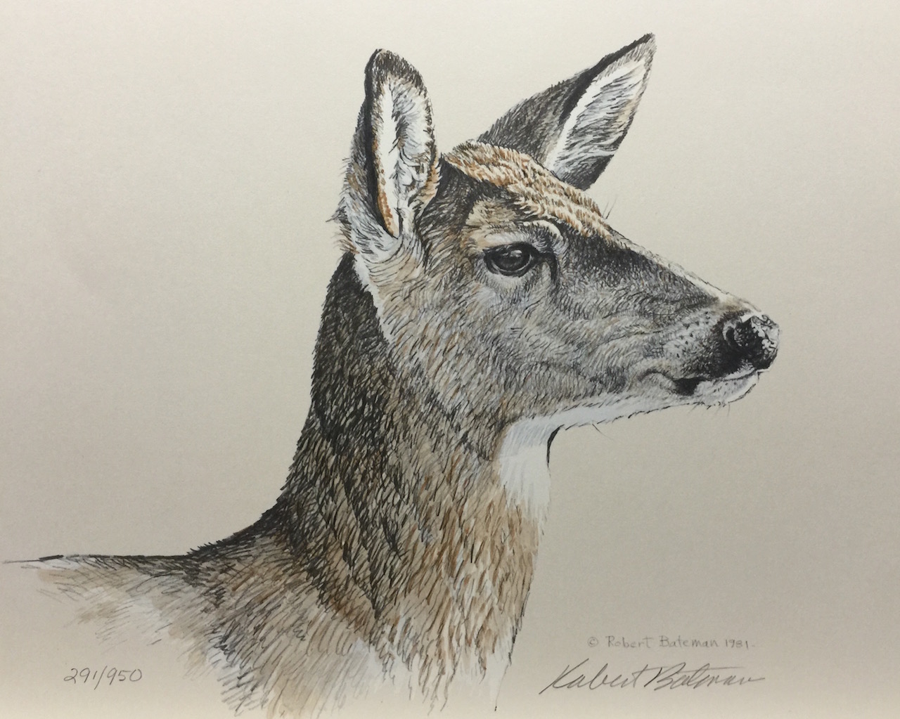 Robert Bateman Whitetail Deer Study