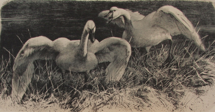 Robert Bateman Wide Horizon Tundra Swans