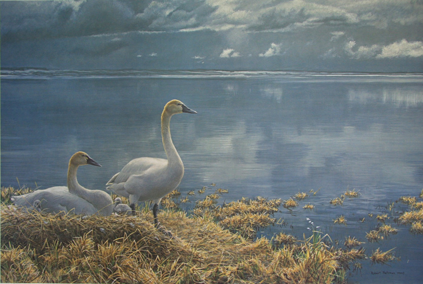 Robert Bateman Wide Horizon Tundra Swans 