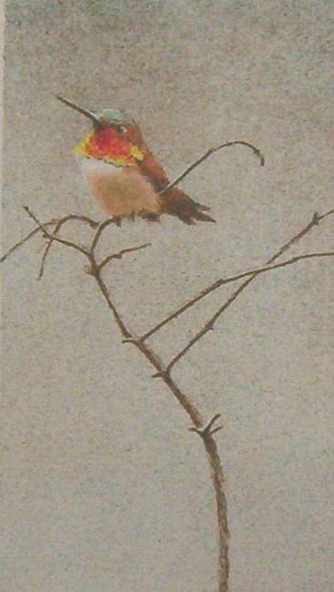 Robert Bateman Rufous Hummingbird