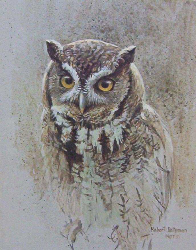 Robert Bateman SCreech Owl Study