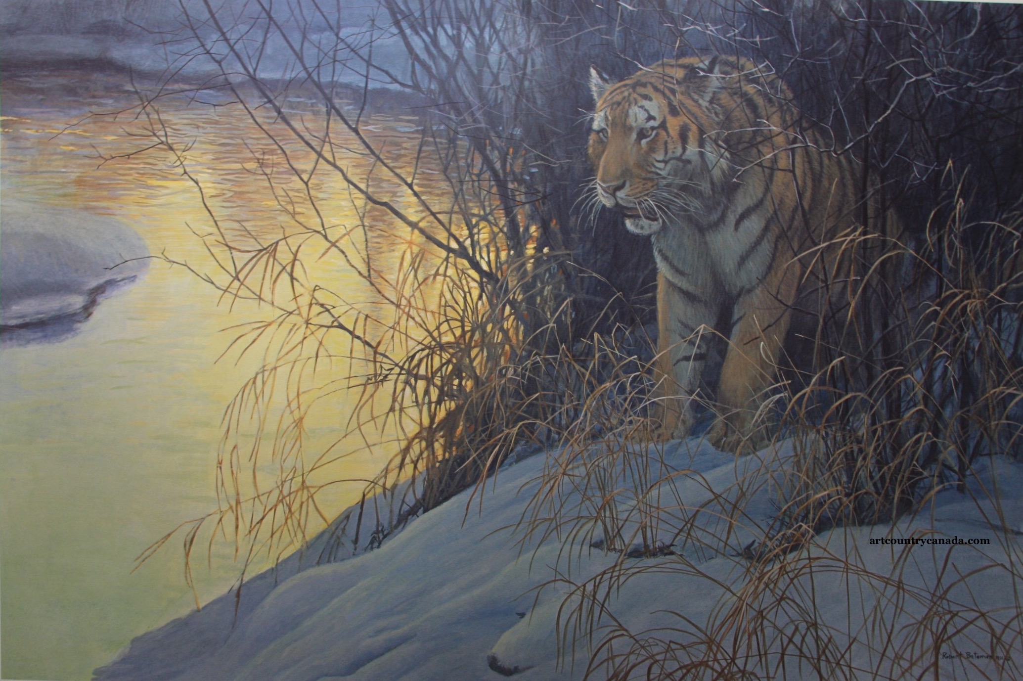 Robert bateman Siberian Tiger