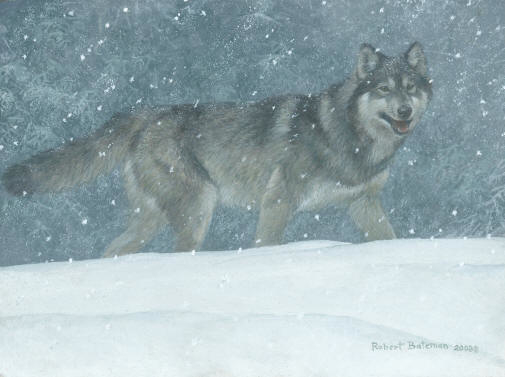 Robert Bateman Snowfall Wolf