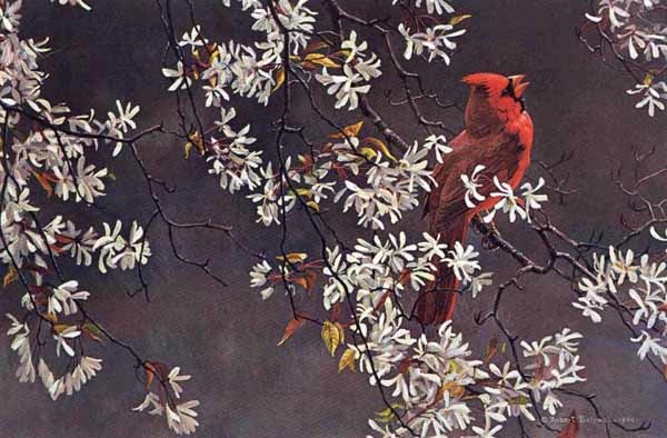Robert Bateman Spring Cardinal