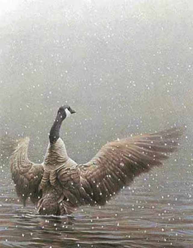 Robert Bateman Stretching Canada Goose